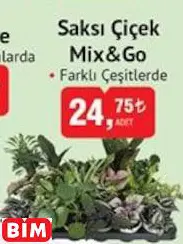 SAKSI ÇİÇEK MİX&GO SAKSI ÇİÇEK MİX&GO